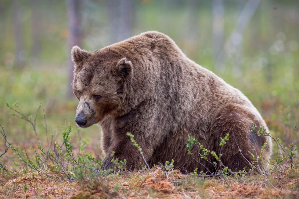 Bjørnejakten i Jarfjord er midlertidig stanset