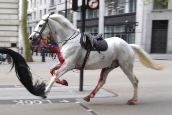 Mener at hestene som løp løpsk i London er et ENDETIDSTEGN