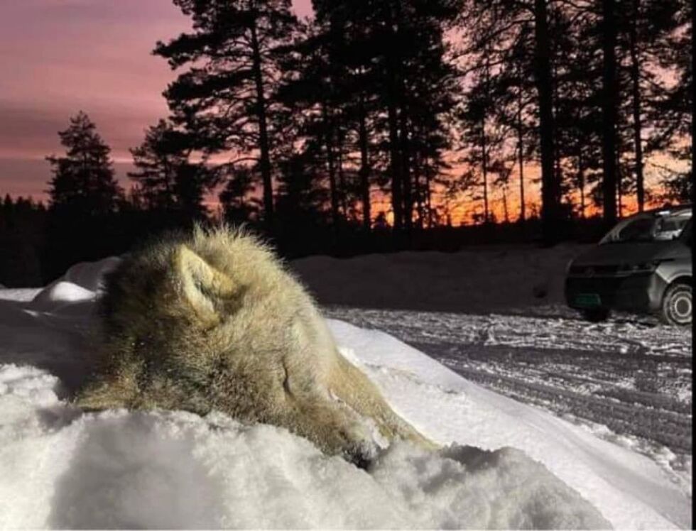 Fra ulvejakten i Ulvåa 2023. Det var en lovlig jakt, men i ettertid er de fleste enige om at også denne burde ha vært forbudt.
 Foto: Atle Knag