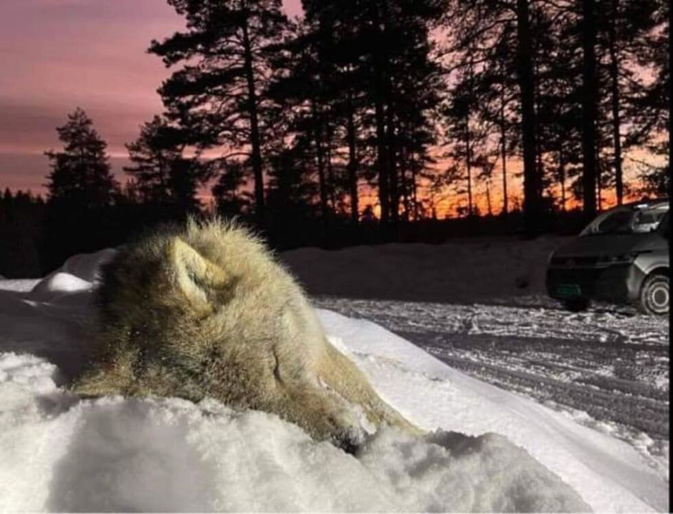 Unni, en av ulvene som ble skutt i Ulvåa 2023.
 Foto: Atle Knag